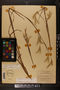 Andropogon ternarius image