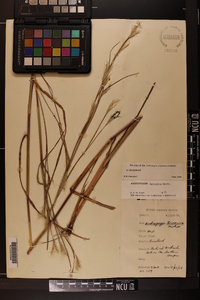 Andropogon ternarius image