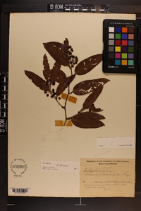 Smilax laurifolia image