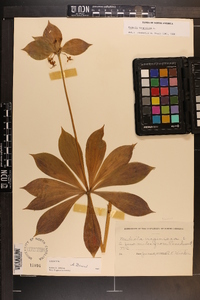 Medeola virginiana image