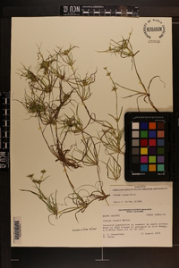 Juncus repens image