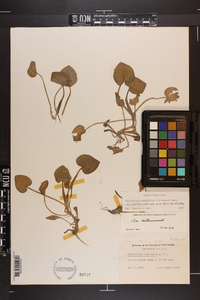 Heteranthera multiflora image