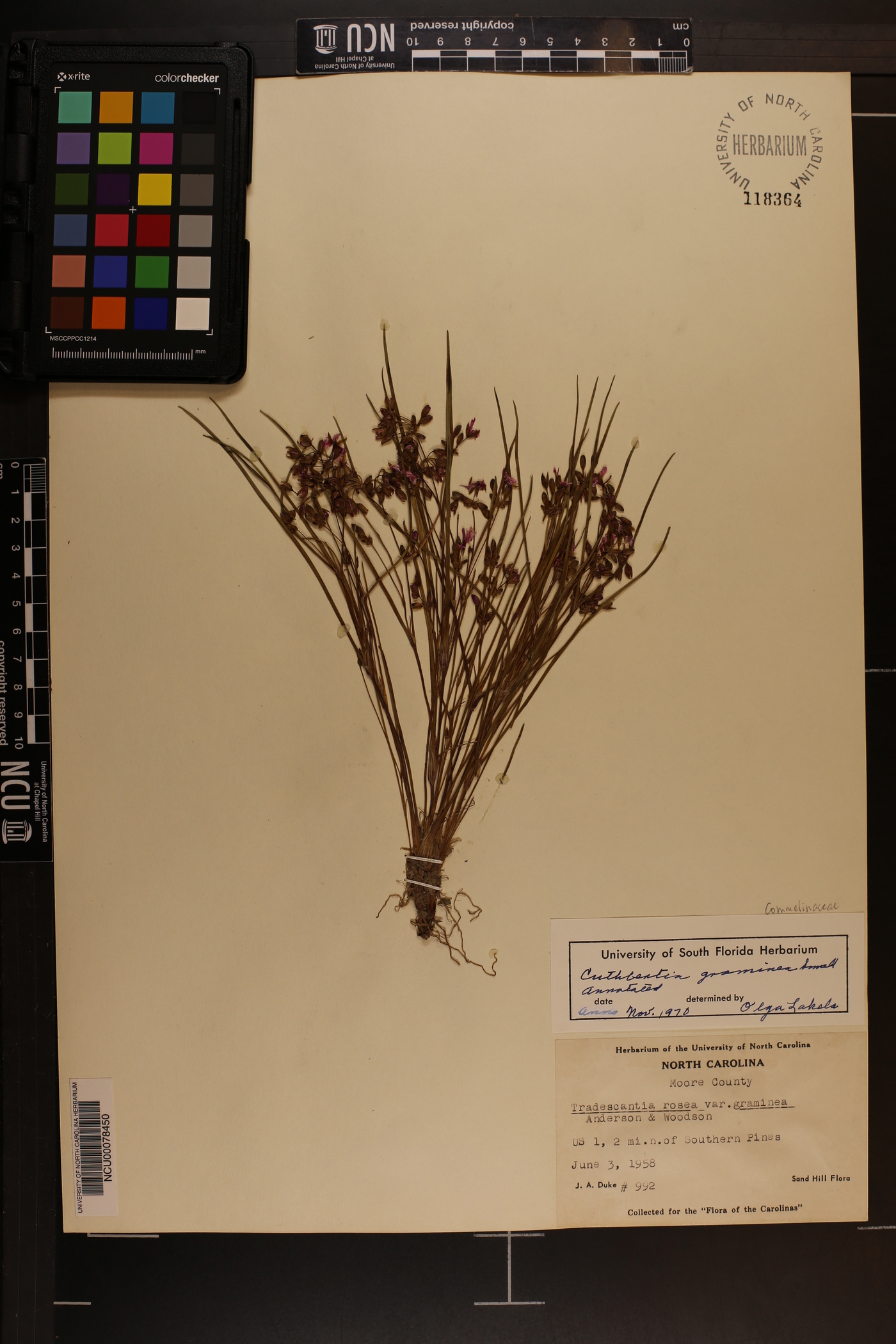 Cuthbertia graminea image