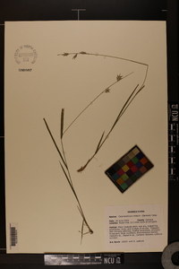 Chasmanthium nitidum image