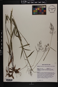 Dichanthelium dichotomum subsp. mattamuskeetense image