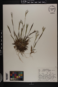 Dichanthelium ensifolium image