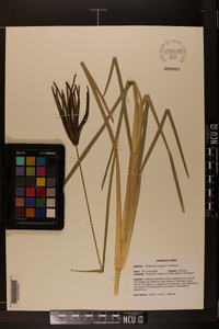 Eustachys glauca image