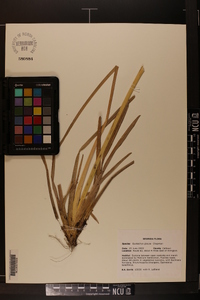 Eustachys glauca image