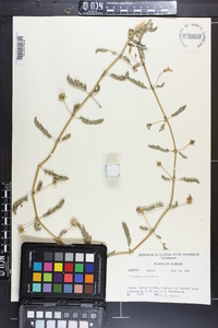 Tribulus cistoides image