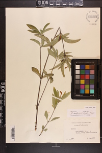 Ruellia caroliniensis image