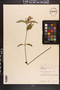 Ruellia caroliniensis image