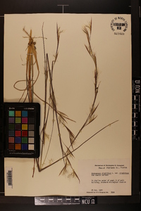 Andropogon virginicus var. virginicus image