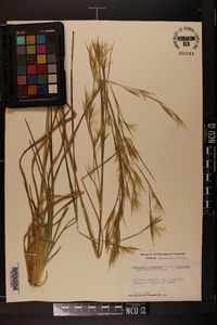 Andropogon virginicus var. virginicus image