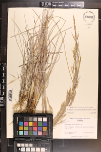 Andropogon virginicus var. glaucus image