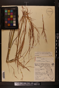 Andropogon virginicus var. virginicus image