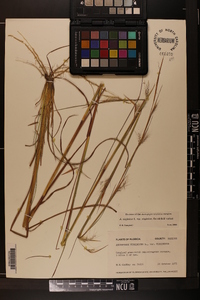 Andropogon virginicus var. virginicus image