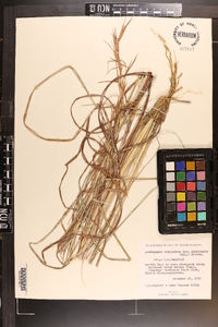 Andropogon virginicus var. glaucopsis image