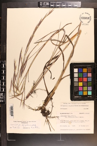 Andropogon virginicus var. glaucus image