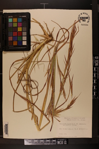 Andropogon virginicus var. virginicus image