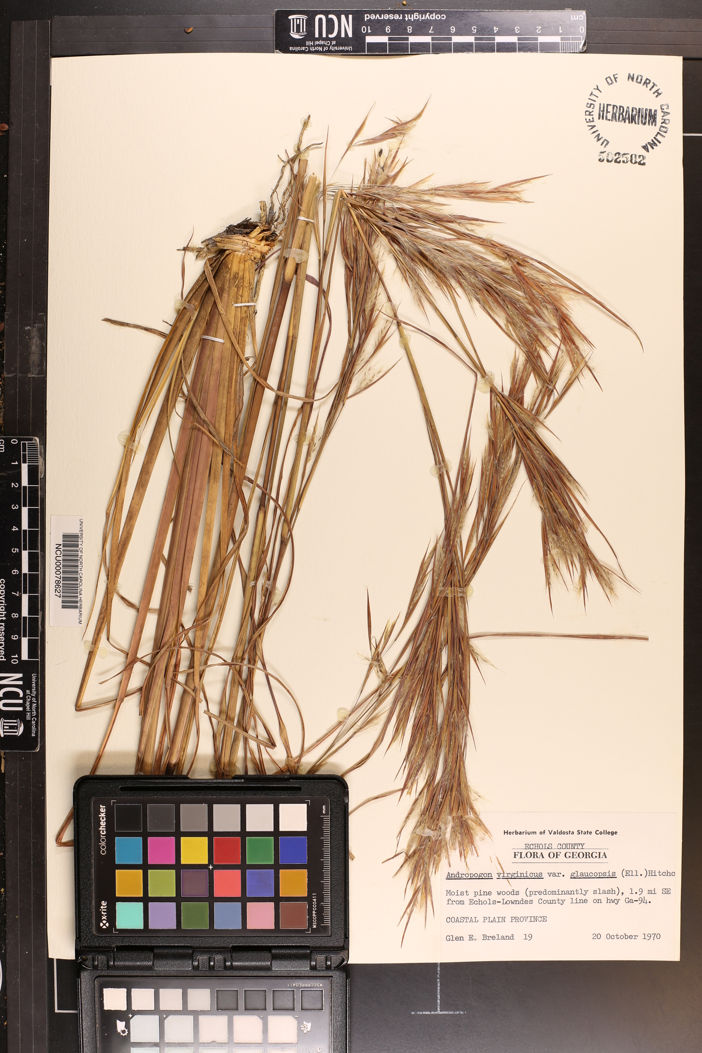 Andropogon virginicus var. glaucopsis image