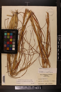 Andropogon virginicus var. virginicus image