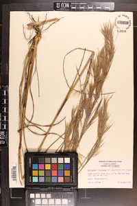 Andropogon virginicus var. glaucopsis image