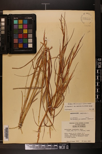 Andropogon virginicus var. virginicus image