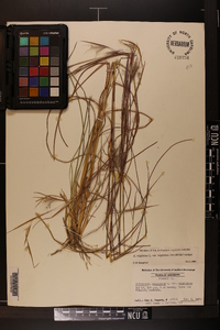 Andropogon virginicus var. virginicus image