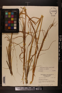 Andropogon virginicus var. virginicus image