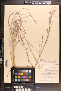 Andropogon virginicus var. glaucus image