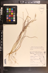 Andropogon virginicus var. glaucus image