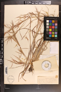 Andropogon virginicus var. glaucus image