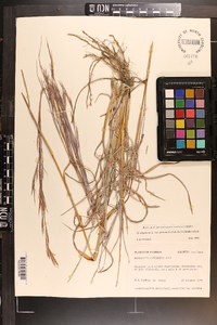 Andropogon virginicus var. glaucus image