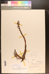 Myriophyllum heterophyllum image