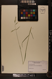 Danthonia sericea image