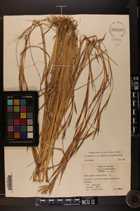 Andropogon virginicus var. virginicus image