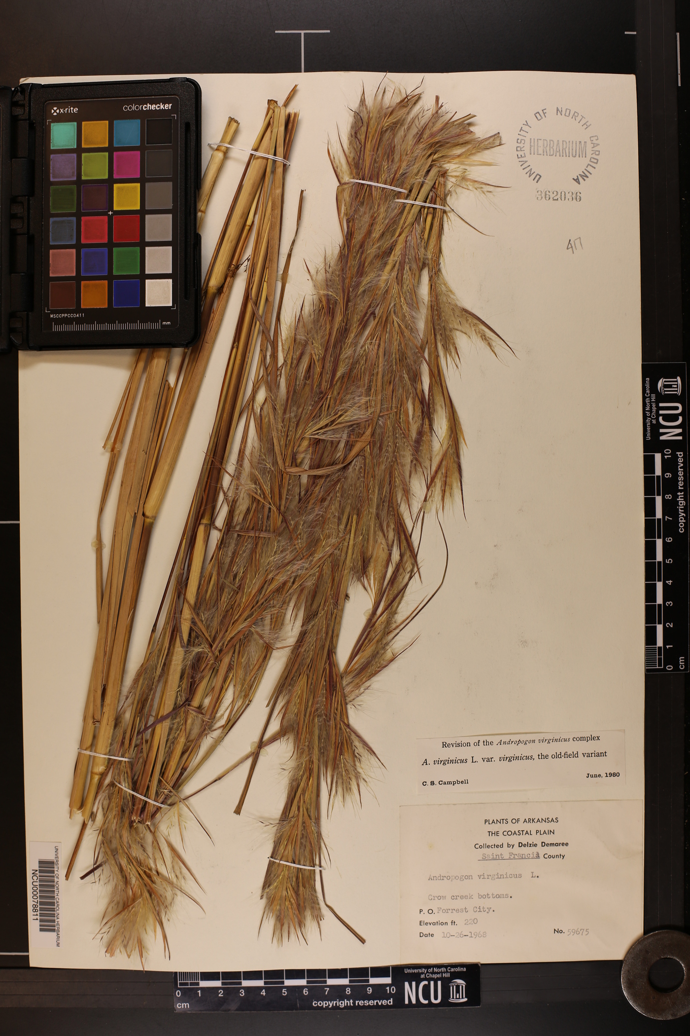 Andropogon virginicus var. virginicus image