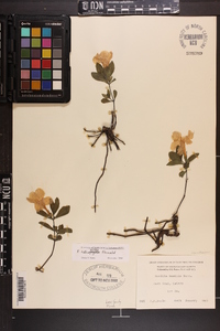 Ruellia caroliniensis image