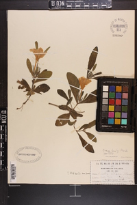 Ruellia caroliniensis image