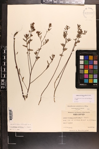 Crocanthemum rosmarinifolium image