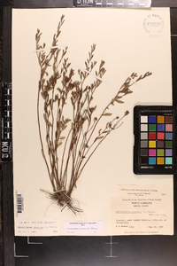 Crocanthemum canadense image