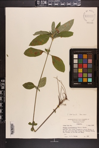 Ruellia caroliniensis image