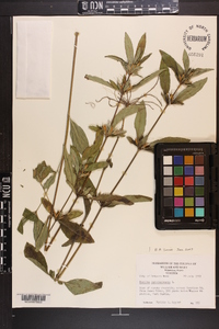 Ruellia caroliniensis image