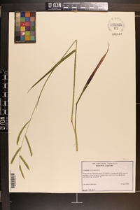 Paspalum dilatatum image