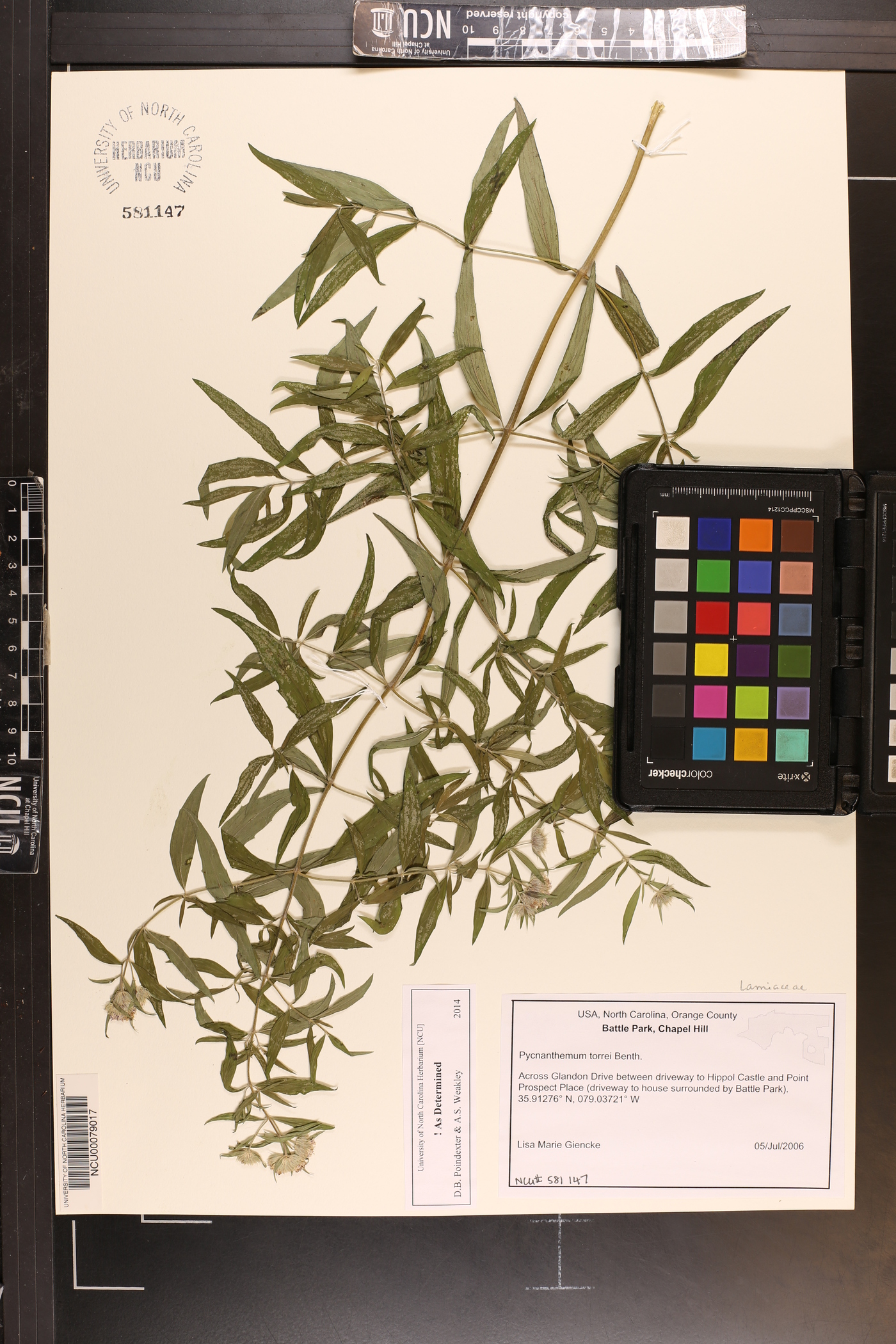 Pycnanthemum torreyi image