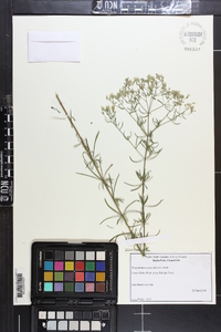 Eupatorium compositifolium image