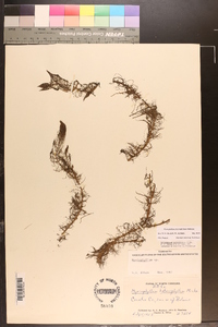 Myriophyllum heterophyllum image
