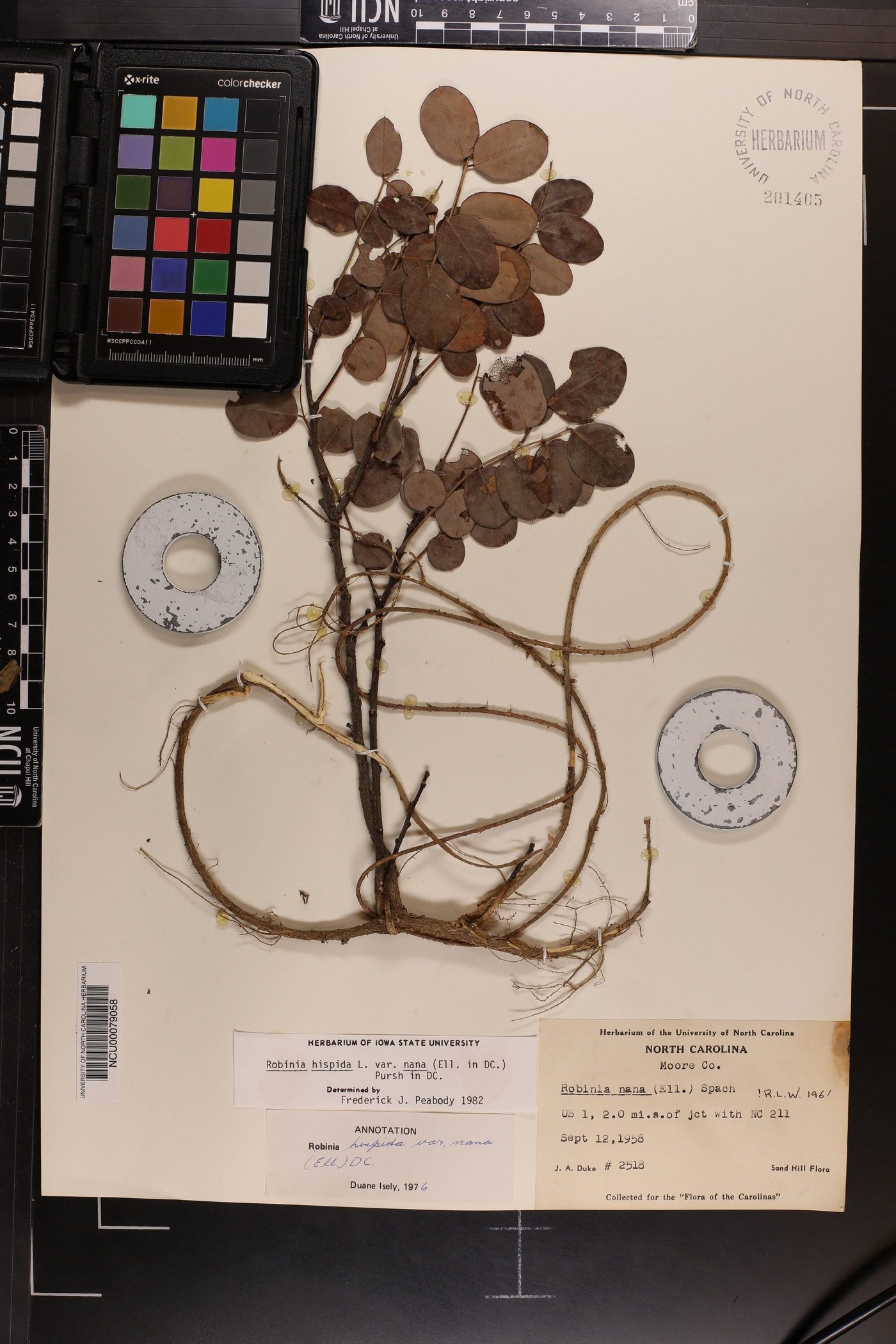 Robinia hispida var. nana image