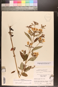 Lysimachia tonsa image