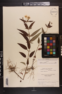 Lysimachia tonsa image